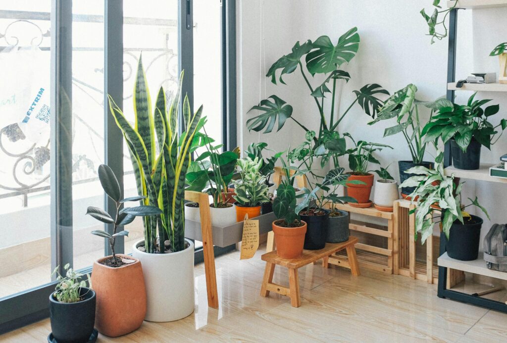 indoor-gardening-plants